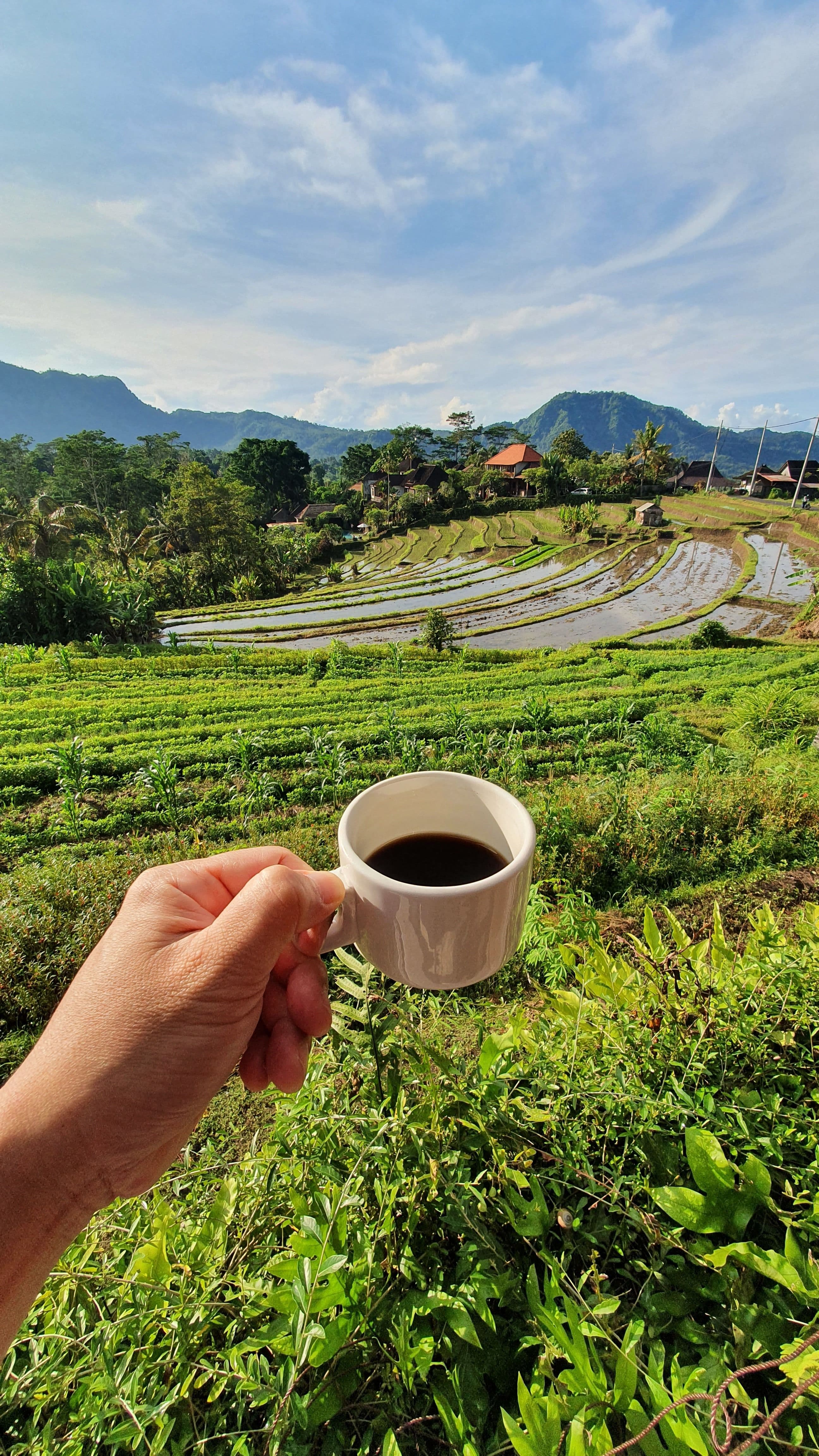 Jatiluwih Rice Terrace